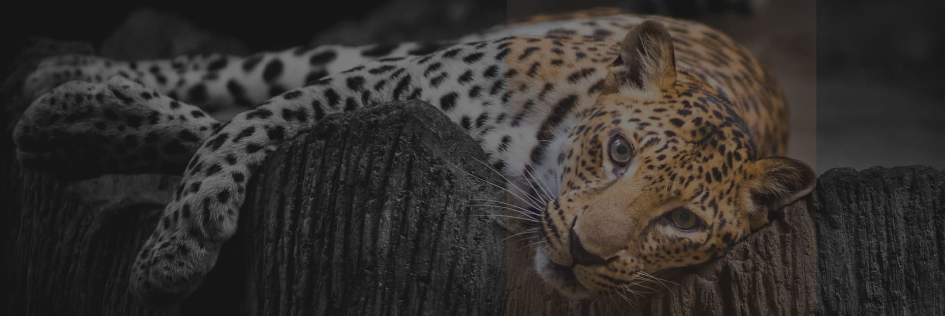 Medicina Estetica a Torino Dott Massimo Luni